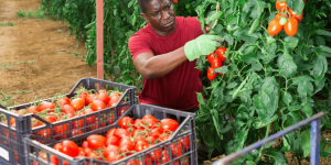 African Agriculture Needs Finance