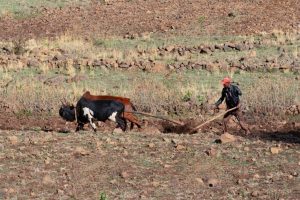 traditional farming method using ox to plough the land